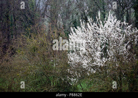 Fiore bianco su una boccola spirea crescendo in primavera in una nebbiosa giornata nei pressi del villaggio di Varen, Tarn et Garonne, Occitanie, Francia Foto Stock
