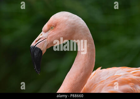 Un ritratto di un American flamingo. Foto Stock