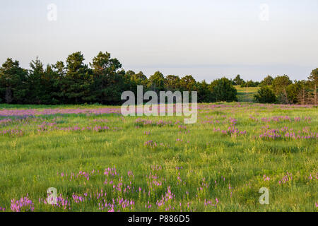 La verbena nebulose getta una coperta di porpora attraverso un pascolo in Sandhills del Nebraska. La Sandhills sono una funzione ecologica unica per Nebraska. Foto Stock