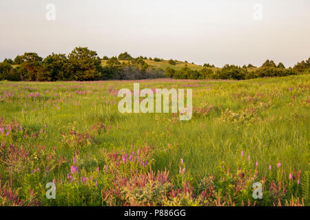 La verbena nebulose getta una coperta di porpora attraverso un pascolo in Sandhills del Nebraska. La Sandhills sono una funzione ecologica unica per Nebraska. Foto Stock