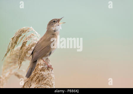 Savis trillo (Locustella luscinoides) , Romania Foto Stock