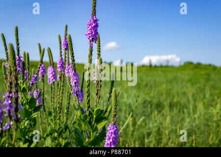 I delicati fiori viola lanosi Verbena si stagliano contro un brillante blu cielo Sandhills. La Sandhills sono una caratteristica unica di Nebraska. Foto Stock