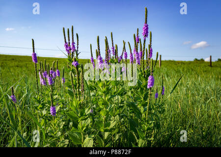 I delicati fiori viola lanosi Verbena si stagliano contro un brillante blu cielo Sandhills. La Sandhills sono una caratteristica unica di Nebraska. Foto Stock