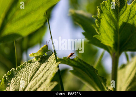 Un verde lime grasshopper si fonde con il verde foglia di un wooly verbena pianta in un pascolo in un ranch in Sandhills del Nebraska. Foto Stock