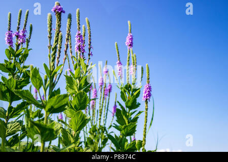 I delicati fiori viola lanosi Verbena si stagliano contro un brillante blu cielo Sandhills. La Sandhills sono una caratteristica unica di Nebraska. Foto Stock