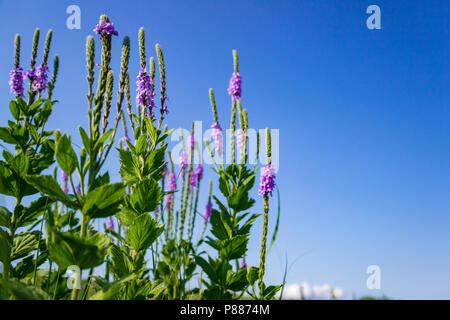 I delicati fiori viola lanosi Verbena si stagliano contro un brillante blu cielo Sandhills. La Sandhills sono una caratteristica unica di Nebraska. Foto Stock