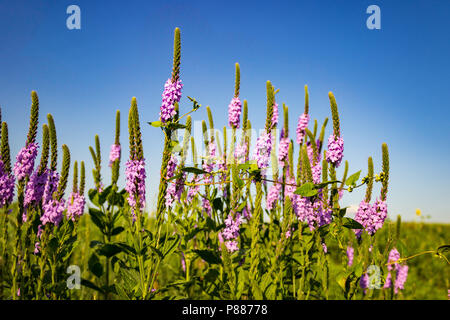 I delicati fiori viola lanosi Verbena si stagliano contro un brillante blu cielo Sandhills. La Sandhills sono una caratteristica unica di Nebraska. Foto Stock