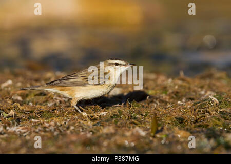 Sedge trillo - Schilfrohrsänger - Acrocephalus schoenobaenus, Marocco Foto Stock