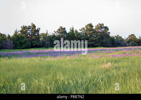 La verbena nebulose getta una coperta di porpora attraverso un pascolo in Sandhills del Nebraska. La Sandhills sono una funzione ecologica unica per Nebraska. Foto Stock