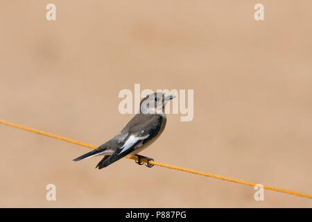 Semi-collare (Flycatcher Ficedula semitorquata), maschio non-allevamento durante la migrazione di autunno in Egitto. Foto Stock