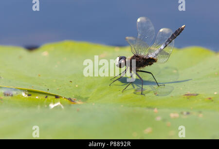 Imago Sierlijke witsnuitlibel; Adulti Whiteface Lilypad Foto Stock