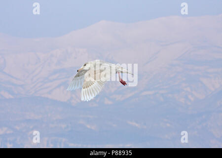 Immaturo Glaucous Gull (Larus hyperboreus) in volo svernano in Giappone. Foto Stock