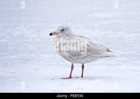 Immaturo Glaucous Gull (Larus hyperboreus) svernano in Giappone. Foto Stock