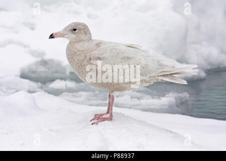 Immaturo Glaucous Gull (Larus hyperboreus) svernano in Giappone. Foto Stock