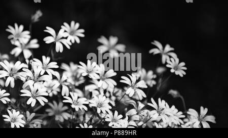 Chickweed bellissimi fiori in bianco e nero. Stellaria graminea. Romantico sfondo floreale. Arte astratta di close-up di fioritura di erbe selvatiche. Foto Stock