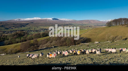 Pecore in un paesaggio innevato del Yorkshire Dales, giovedì 28 dicembre 2017, Yorkshire Dales, Inghilterra. Foto Stock