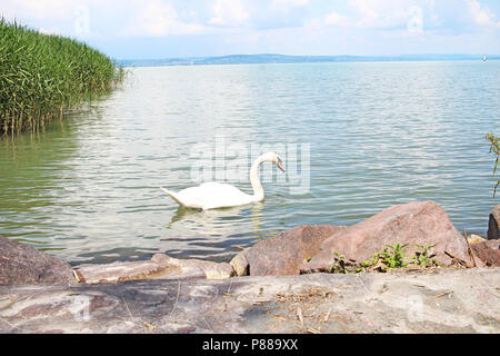 Balaton Ungheria Tihany Unione grande vista lago 2018 soleggiata giornata estiva. Foto Stock