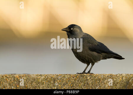 Taccola - Dohle - Corvus monedula ssp. monedula, Germania, per adulti Foto Stock