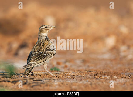 Immaturo Calandra Lark (Melanocorypha calandra calandra) stando in piedi nelle steppe di spagnolo Foto Stock