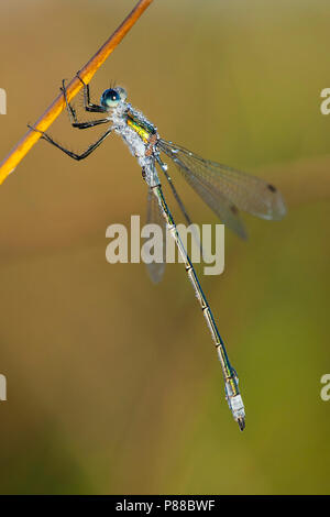 Mannetje Gewone pantserjuffer bedekt met waterdruppeltjes, Maschio Lestes sponsa coperti con gocce d'acqua Foto Stock