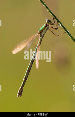 Gewone Vrouwtje pantserjuffer bedekt met waterdruppeltjes, Femmina Lestes sponsa coperti con gocce d'acqua Foto Stock