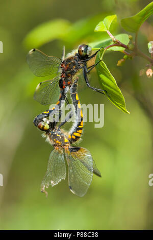 Gevlekte witsnuitlibellen parend, Leucorrhinia pettorale coppia coniugata Foto Stock