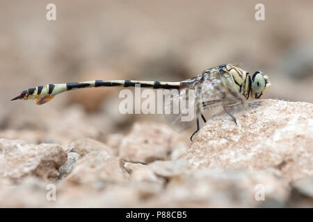 Mannetje Vaandeldrager, Maschio Lindenia tetraphylla Foto Stock