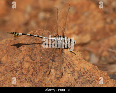 Mannetje Vaandeldrager, Maschio Lindenia tetraphylla Foto Stock