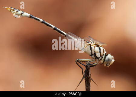 Mannetje Vaandeldrager, Maschio Lindenia tetraphylla Foto Stock