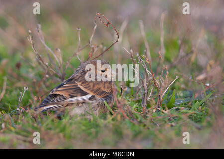 Linnet - Bluthänfling - Carduelis cannabina ssp. cannabina, Germania, 1cy Foto Stock