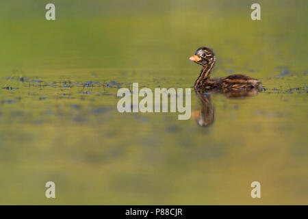 Tuffetto - Zwergtaucher - Tachybaptus ruficollis ssp. ruficollis, Germania, chick Foto Stock