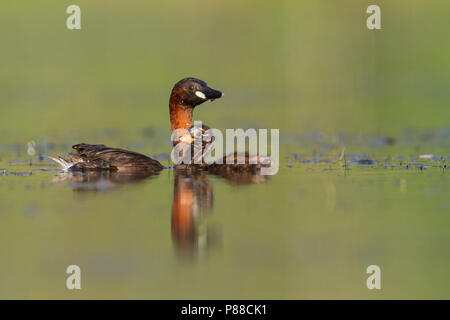 Tuffetto - Zwergtaucher - Tachybaptus ruficollis ssp. ruficollis, Germania, adulti con pulcino Foto Stock