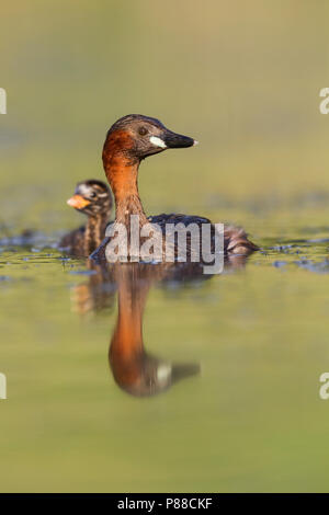 Tuffetto - Zwergtaucher - Tachybaptus ruficollis ssp. ruficollis, Germania, adulti con pulcino Foto Stock