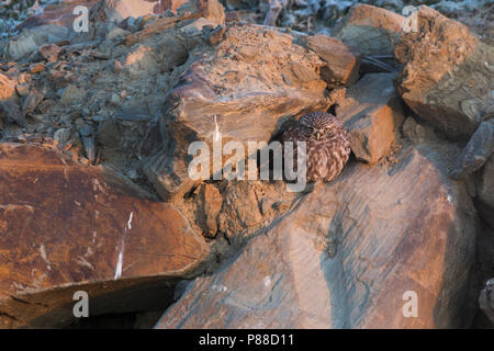 Piccolo gufo - Steinkauz - Athene noctua vidalii, Spagna, adulto, femmina Foto Stock