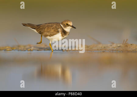 Poco inanellato Plover - Flussregenpfeifer - Charadrius dubius ssp. curonicus, Oman, piumaggio invernale Foto Stock