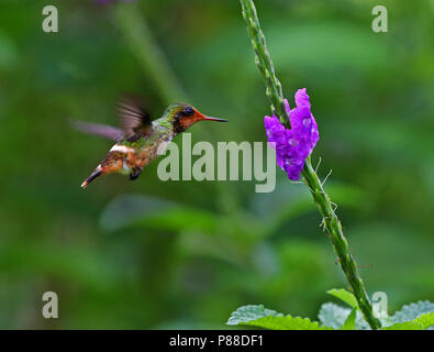 Rufous-crested Coquette, Lophornis delattrei lessoni Foto Stock