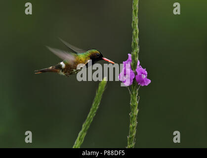 Nero-crested Coquette; Lophornis helenae Foto Stock