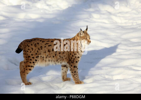 Europese Lynx staand in sneeuw; lince europea in piedi nella neve Foto Stock