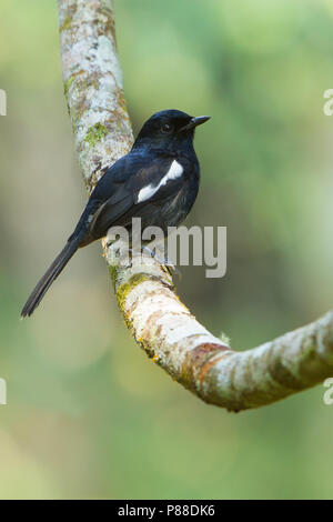 Voce maschile Madagascan gazza-robin (Copsychus albospecularis) Foto Stock