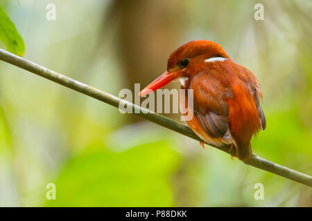 Madagascan pigmeo di kingfisher, Corythornis madagascariensis Foto Stock
