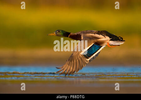 Un drake Germano reale in volo su un masrh in Italia. Foto Stock