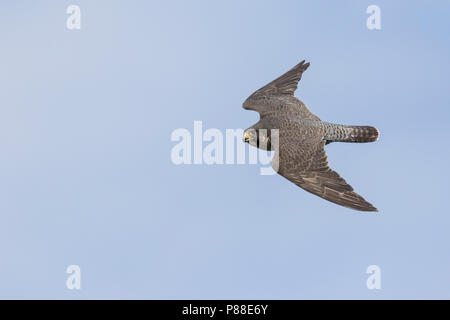 Falco pellegrino - Wanderfalke - Falco peregrinus ssp. peregrinus, Russia (Urali), adulto in volo Foto Stock