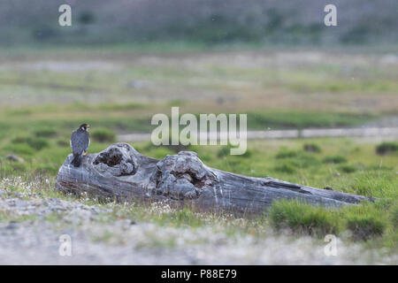 Falco pellegrino - Wanderfalke - Falco peregrinus ssp. peregrinus, Russia (Baikal), per adulti Foto Stock
