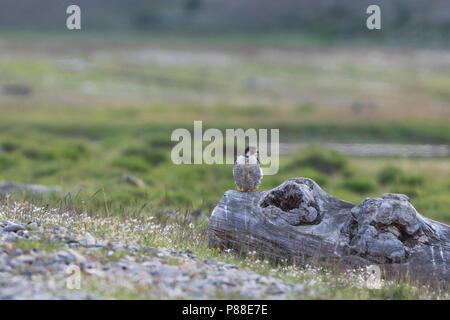 Falco pellegrino - Wanderfalke - Falco peregrinus ssp. peregrinus, Russia (Baikal), per adulti Foto Stock