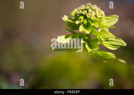 Laccati. hoefblad, Butterbur Gigante, Petasites japonicus Foto Stock