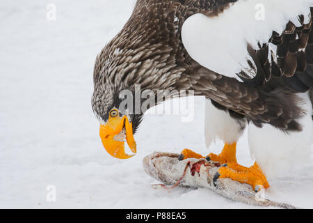 Steller's Sea Eagle (Haliaeetus pelagicus) svernano in Hokkaido, Giappone Foto Stock