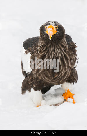 Steller's Sea Eagle (Haliaeetus pelagicus) svernano in Hokkaido, Giappone Foto Stock