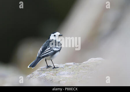 Pied Wagtail - Trauerbachstelze - Motacilla alba ssp. yarelli, Germania Foto Stock