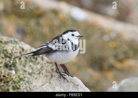 Pied Wagtail - Trauerbachstelze - Motacilla alba ssp. yarelli, Germania Foto Stock