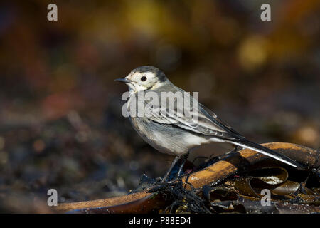 Pied Wagtail - Trauerbachstelze - Motacilla alba ssp. yarelli, Germania, 1cy Foto Stock